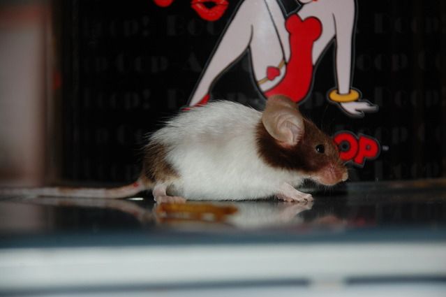 mice001.jpg