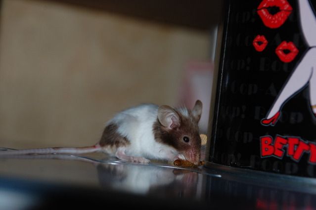 mice006.jpg