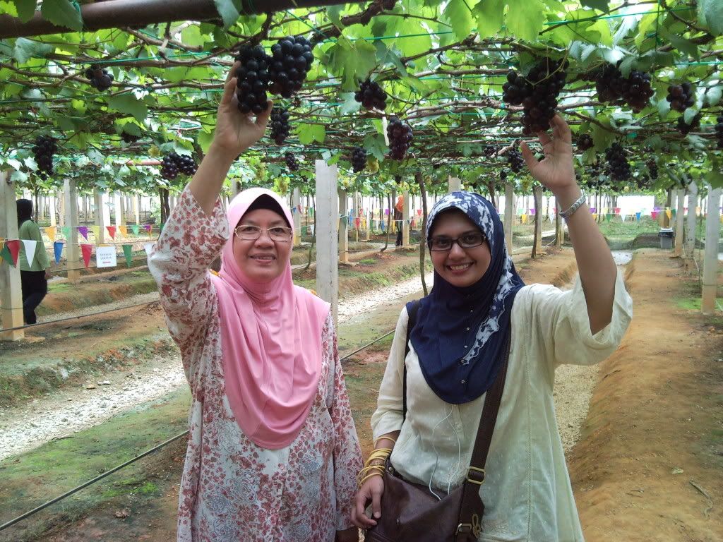 ladang anggur kedah