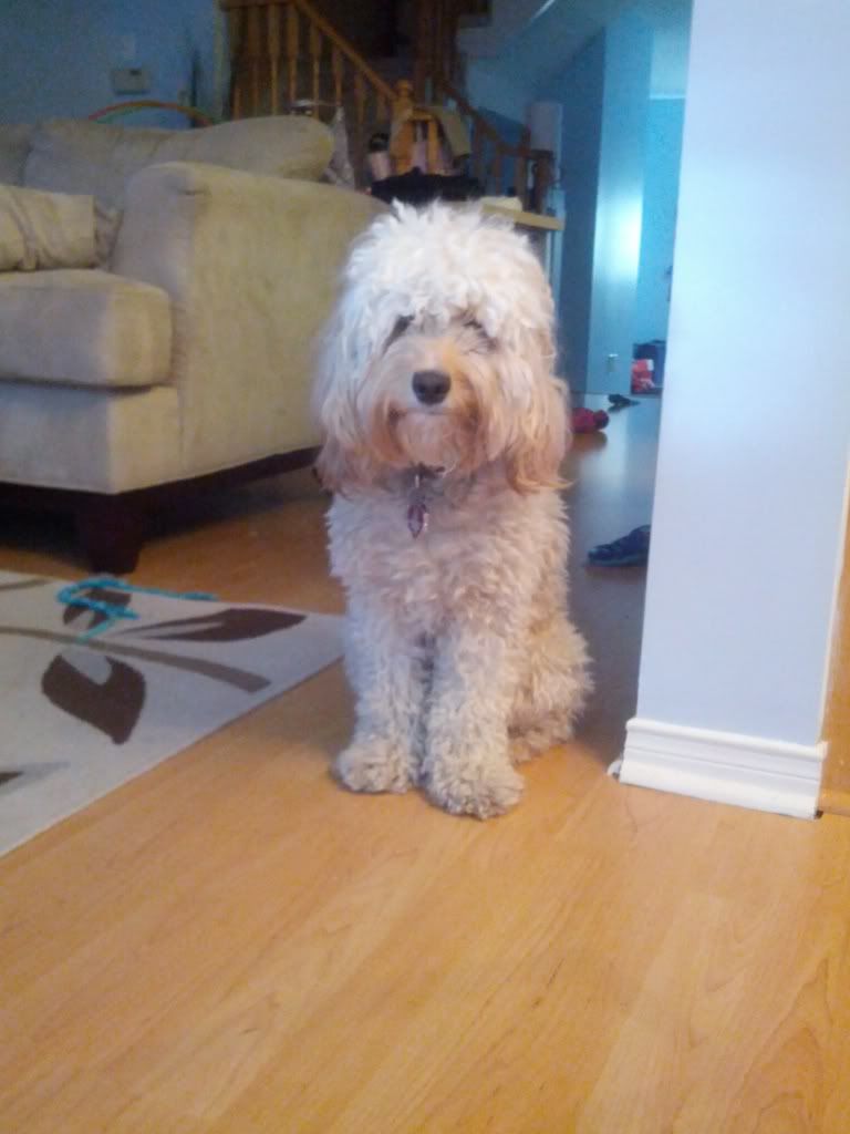 Finally A Photo of My Flat Coat Cockapoo I Love My Cockapoo Forums