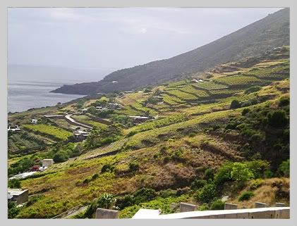 vigneti pantelleria,vigneti mueggen,salvatore ferrandes,passito ferrandes,passito pantelleria,vini sicilia,vini pantelleria,vini ferrandes,vini salvatore ferrandes