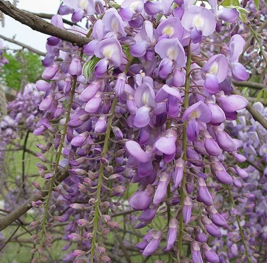 12 PURPLE WISTERIA SEEDS - UK STOCK