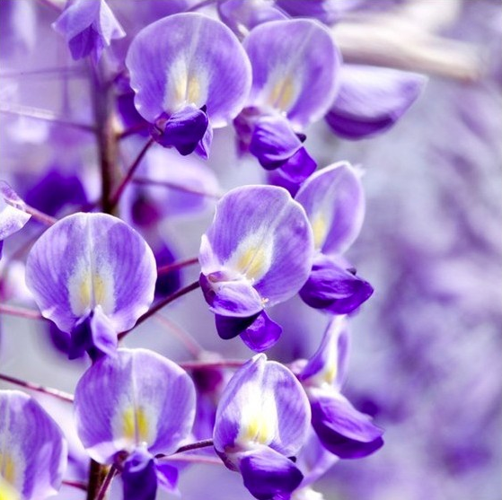 12 PURPLE WISTERIA SEEDS - UK STOCK