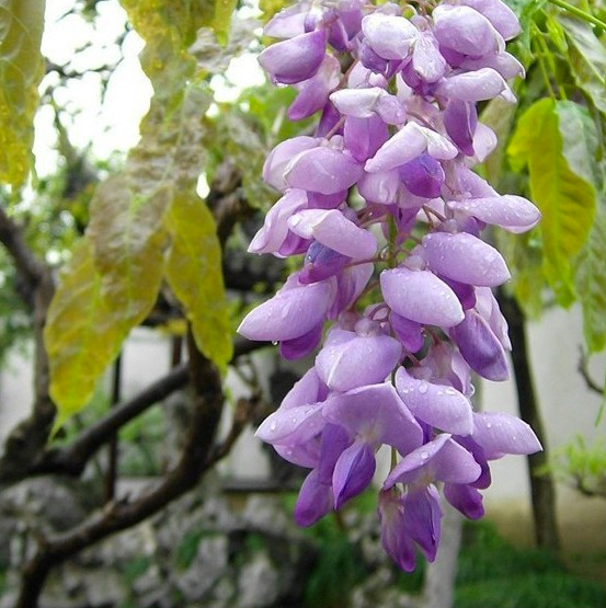 12 PURPLE WISTERIA SEEDS - UK STOCK