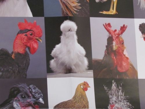 photo IMG_2254-Copy.jpg