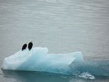 th_Iceberg-BaldEagles.jpg