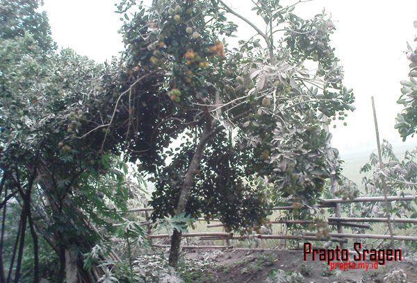 hujan abu gunung kelud terkena hujan abu gunung Kelud
