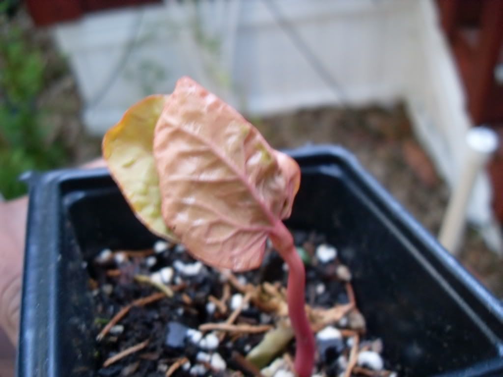 Red leaf castor bean