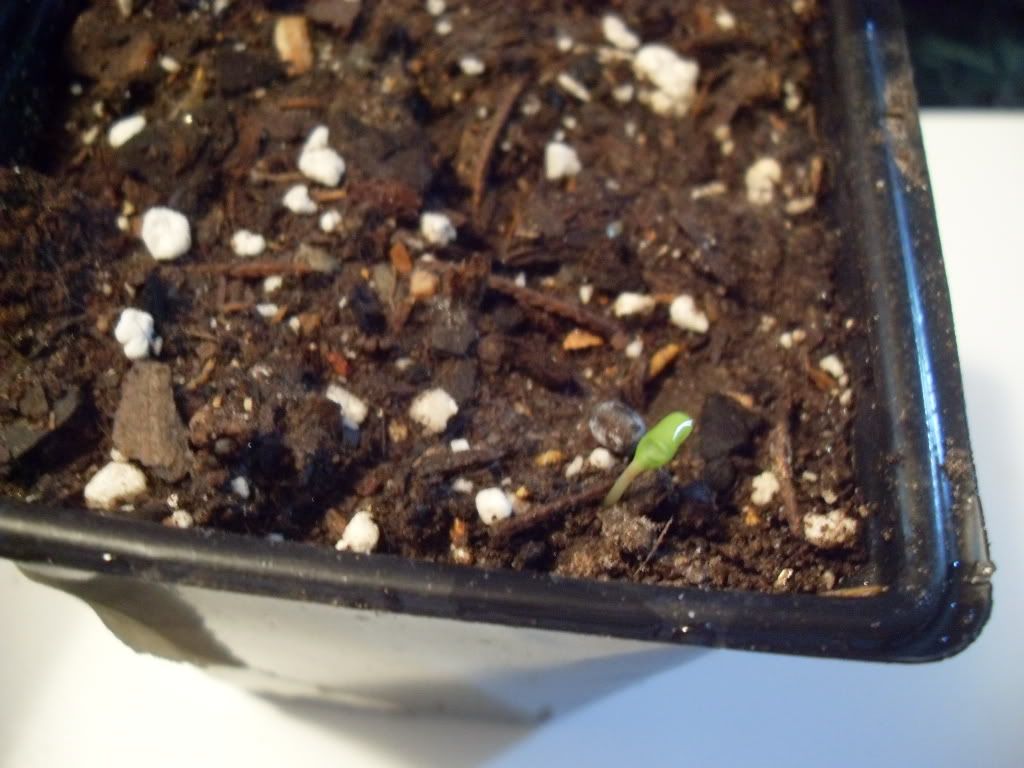 French Vanilla Marigold