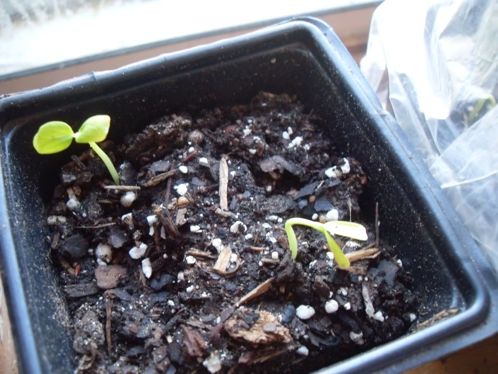 Passiflora Edulis
