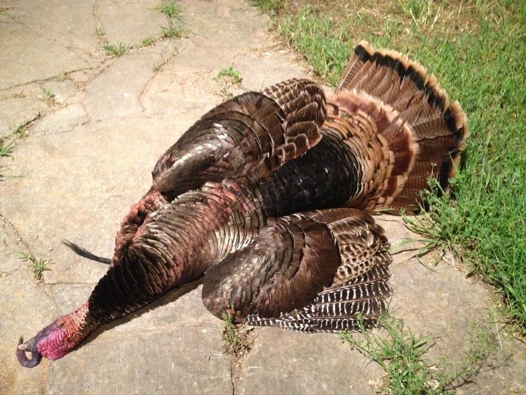 Turkey Dead mount reference pictures. Refuge Forums