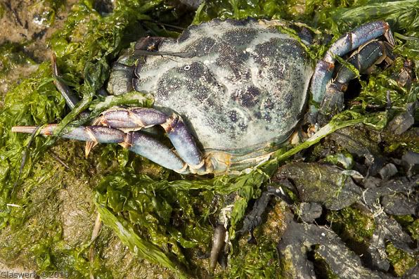 Krab op een bedje van zeewier Krab op een bedje van zeewier