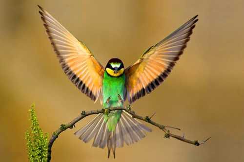 1 birds - beautiful birds...............