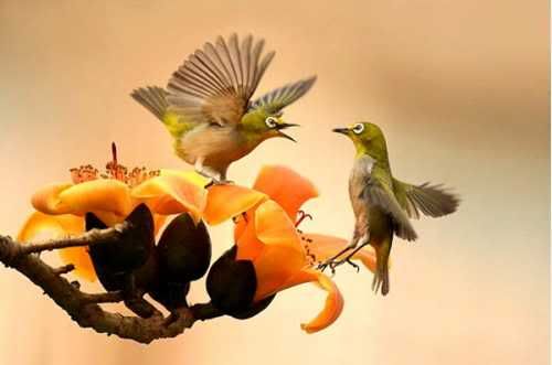 Beautiful Birds101 - beautiful birds...............