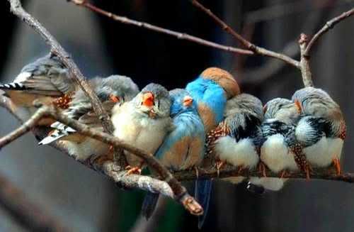 Beautiful Birds111 - beautiful birds...............