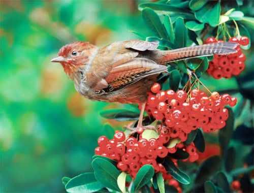 Beautiful Birds Photos By John Soong 12  - beautiful birds...............