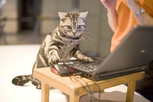 funny picture animals laptop cats funny cats - Funny laptop