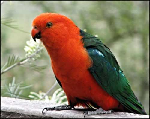 king parrot sep06 - beautiful birds...............