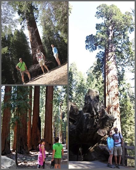 Entre árboles gigantes - Costa Oeste de Estados Unidos 2014 (7)