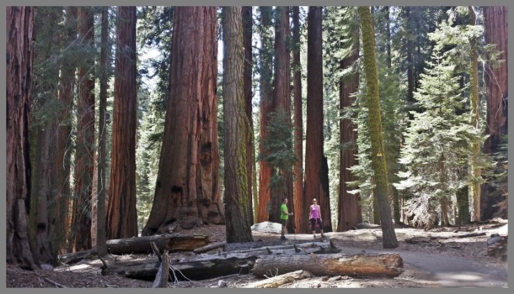 Entre árboles gigantes - Costa Oeste de Estados Unidos 2014 (6)