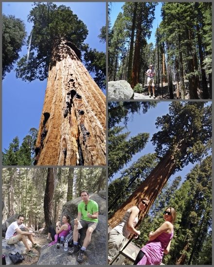 Entre árboles gigantes - Costa Oeste de Estados Unidos 2014 (5)