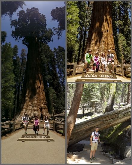 Entre árboles gigantes - Costa Oeste de Estados Unidos 2014 (4)