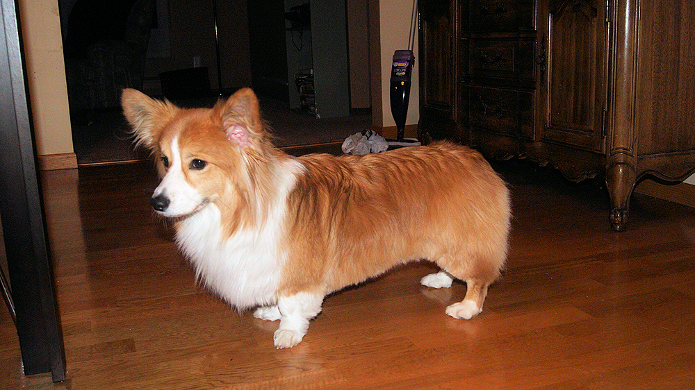 fluffy corgi grooming