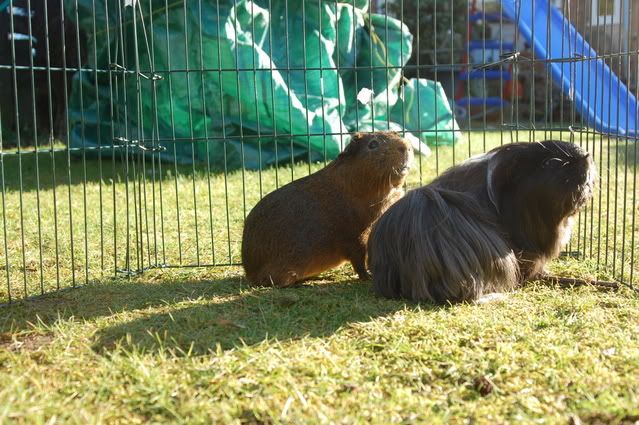 pigs014.jpg