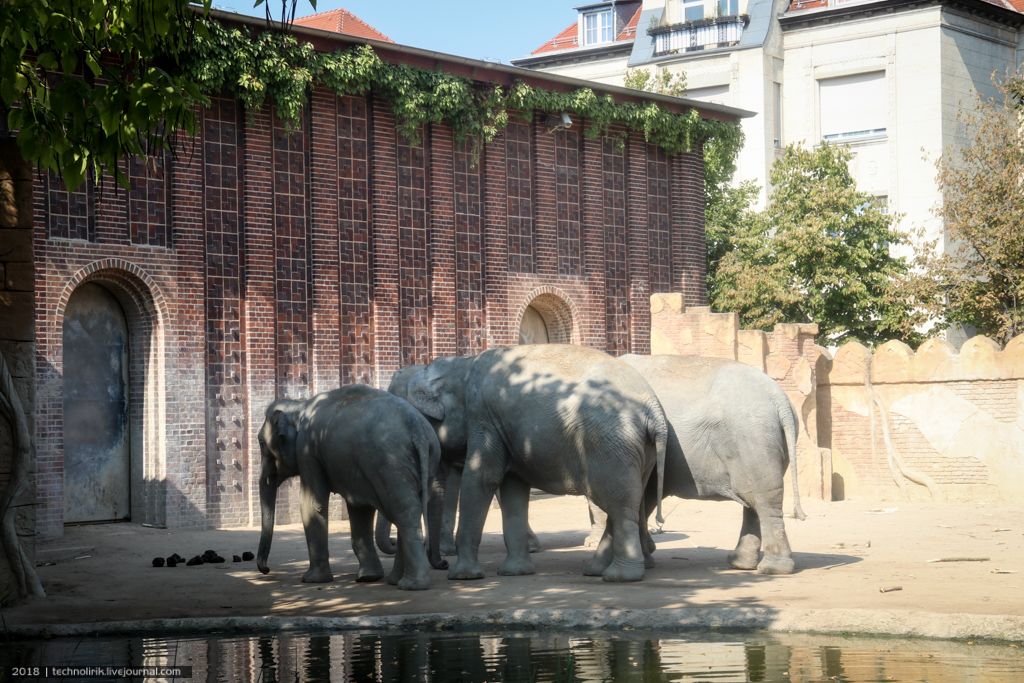 Gondwanaland можно, время, животных, метров, тропического, купола, территории, очень, тропический, зоопарка, особенно, Гондвана, Гондваны, которых, миллионов, тропики, которой, купол, этого, суперконтинента