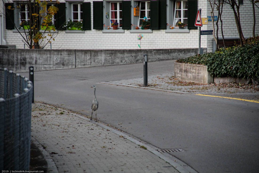 Festungsgürtel Kreuzlingen бункера, бункер, пояса, Кройцлингена, вокруг, можно, солдат, имеет, Швейцарии, укреплений, также, этого, бункеров, швейцарцы, линии, карте, противотанковые, время, заграждения, порядковый